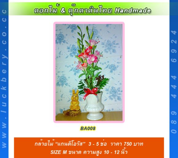 กล้วยไม้ แกนดิโอรัส 3 - 5 ช่อ Size M