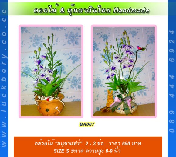 กล้วยไม้ อนุชาร์แฟร์ 2 - 3 ช่อ Size S