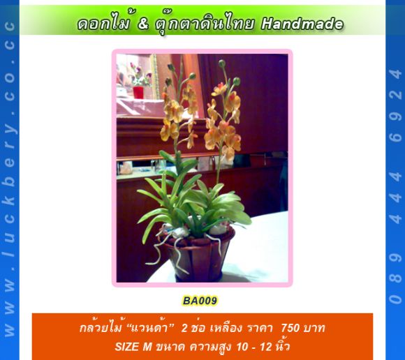 กล้วยไม้ แวนด้า เหลือง 2 ่ช่อ Size M