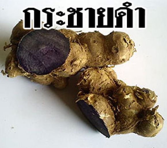 จำหน่าย กระชายดำ ข้าวเหนียวดำ จากชาวเขาเผ่าม้งในเขตอำเภอเขาค้อ จังหวัดเพชรบูรณ์