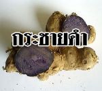 จำหน่าย กระชายดำ ข้าวเหนียวดำ จากชาวเขาเผ่าม้งในเขตอำเภอเขาค้อ จังหวัดเพชรบูรณ์