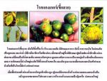 ขายชีวินทรีย์ป้องกันโรครากเน่า โรคโคนเน่า โรคแคงเกอร์ โรคกุ้งแห้ง
