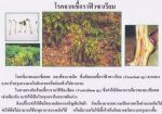 ขายชีวินทรีย์ป้องกันโรครากเน่า โรคโคนเน่า โรคไหม้ โรคเหี่ยว