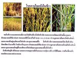 ขายชีวินทรีย์ป้องกันโรครากเน่า โรคโคนเน่า โรคแคงเกอร์ โรคกุ้งแห้ง
