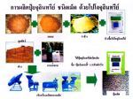 ขายปุ๋ยปลดหนี้ 7 บาทต่อ 1 กก. ช่วยปลดหนี้เกษตรกร