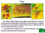 ขายชีวินทรีย์กำจัดแมลงหวี่ขาว เพลี้ยอ่อน เพลี้ยแป้ง หนอนห่อใบข้าว ไรแดง
