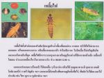 ขายชีวินทรีย์กำจัดแมลงหวี่ขาว เพลี้ยอ่อน เพลี้ยแป้ง หนอนห่อใบข้าว ไรแดง