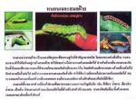 ขายชีวินทรีย์กำจัด หนอนหนังเหนียว หนอนใยผัก หนอนกอ หนอนผีเสื้อ