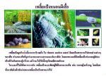 ขายชีวินทรีย์กำจัดแมลงหวี่ขาว เพลี้ยอ่อน เพลี้ยแป้ง หนอนห่อใบข้าว ไรแดง