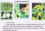 ขายชีวินทรีย์กำจัด หนอนหนังเหนียว หนอนใยผัก หนอนกอ หนอนผีเสื้อ