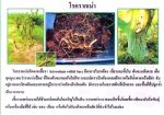 ขายชีวินทรีย์ป้องกันโรครากเน่า โรคโคนเน่า โรคไหม้ โรคเหี่ยว