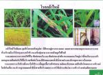 ขายชีวินทรีย์ป้องกันโรครากเน่า โรคโคนเน่า โรคไหม้ โรคเหี่ยว