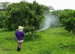 ขอเข้าไปสาธิตการกำจัดแมลงศัตรูพืชด้วยสารชีวินทรีย์