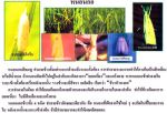 ขายชีวินทรีย์กำจัด หนอนหนังเหนียว หนอนใยผัก หนอนกอ หนอนผีเสื้อ