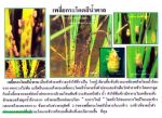 ขายชีวินทรีย์กำจัดเพลี้ยจั๊กจั่น เพลี้ยกระโดดสีน้ำตาล ปลวก เพลี้ยอ่อน ด้วงงวง