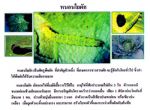 ขายชีวินทรีย์กำจัด หนอนหนังเหนียว หนอนใยผัก หนอนกอ หนอนผีเสื้อ