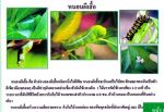ขายชีวินทรีย์กำจัด หนอนหนังเหนียว หนอนใยผัก หนอนกอ หนอนผีเสื้อ