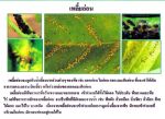 ขายชีวินทรีย์กำจัดแมลงหวี่ขาว เพลี้ยอ่อน เพลี้ยแป้ง หนอนห่อใบข้าว ไรแดง