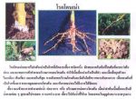 ขายชีวินทรีย์ป้องกันโรครากเน่า โรคโคนเน่า โรคไหม้ โรคเหี่ยว