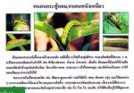 ขายชีวินทรีย์กำจัด หนอนหนังเหนียว หนอนใยผัก หนอนกอ หนอนผีเสื้อ
