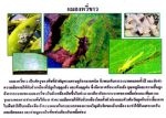 ขายชีวินทรีย์กำจัดแมลงหวี่ขาว เพลี้ยอ่อน เพลี้ยแป้ง หนอนห่อใบข้าว ไรแดง