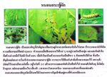 ขายชีวินทรีย์กำจัด หนอนหนังเหนียว หนอนใยผัก หนอนกอ หนอนผีเสื้อ