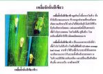 ขายชีวินทรีย์กำจัดแมลงหวี่ขาว เพลี้ยอ่อน เพลี้ยแป้ง หนอนห่อใบข้าว ไรแดง