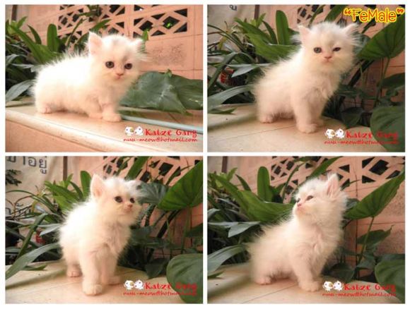 ขายแล้วจ้า