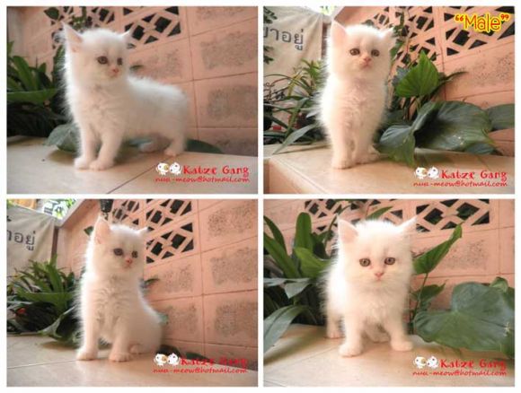ขายแล้วจ้า