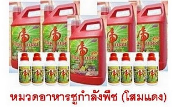 โสมแดงอารหารชูกำลังพืชเหมาะสำหรับพืชทุกชนิดประกอบด้วยสารอินทรีย์เร่งการเจริญเติบ โสมแดงอารหารชูกำลังพืชเหมาะสำหรับพืชทุกชนิดประกอบด้วยสารอินทรีย์เร่งการเจริญเติบ