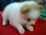 ปอมอเมริกา สีขาว ราคาถูก