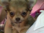 ชิวาวา ขนยาว