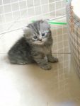 ขายแมวเปอร์เซีย น่ารักมาก