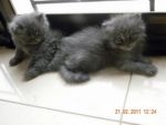 ขายแมวเปอร์เซีย น่ารักมาก