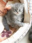 ขายแมวเปอร์เซีย น่ารักมาก