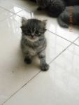 ขายแมวเปอร์เซีย น่ารักมาก