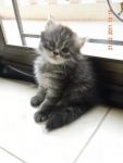 ขายแมวเปอร์เซีย น่ารักมาก