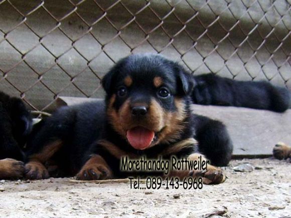 ขาย ลูกร็อตไวเลอร์ ROTTWEILER จากฟาร์มโดยตรง ขาย ลูกร็อตไวเลอร์ ROTTWEILER จากฟาร์มโดยตรง