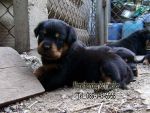 ขาย ลูกร็อตไวเลอร์ ROTTWEILER จากฟาร์มโดยตรง