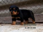 ขาย ลูกร็อตไวเลอร์ ROTTWEILER จากฟาร์มโดยตรง