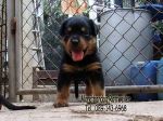 ขาย ลูกร็อตไวเลอร์ ROTTWEILER จากฟาร์มโดยตรง