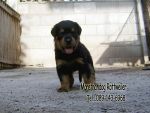 ขาย ลูกร็อตไวเลอร์ ROTTWEILER จากฟาร์มโดยตรง