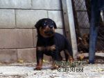 ขาย ลูกร็อตไวเลอร์ ROTTWEILER จากฟาร์มโดยตรง