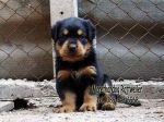 ขาย ลูกร็อตไวเลอร์ ROTTWEILER จากฟาร์มโดยตรง