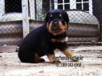 ขาย ลูกร็อตไวเลอร์ ROTTWEILER จากฟาร์มโดยตรง