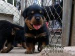 ขาย ลูกร็อตไวเลอร์ ROTTWEILER จากฟาร์มโดยตรง