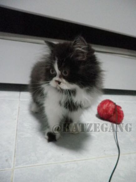ขายแล้วจ้า