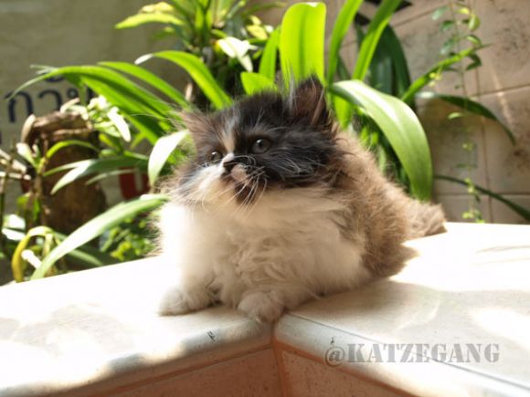 ขายแล้ว