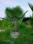 มีปาล์มหงษ์เหิน (บาริยาน่า ตระกูลอ้ายหมี) จำหน่าย