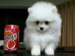 ปอมขาวหน้าหมี?ยังขาย?